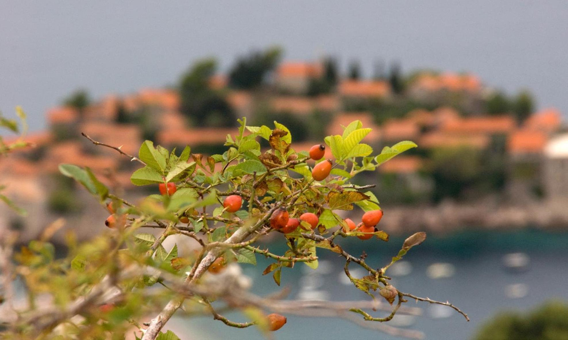 Apartments Raymond Sveti Stefan Exterior foto